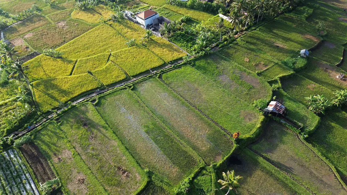 Green rice terraces outside Ubud from the air